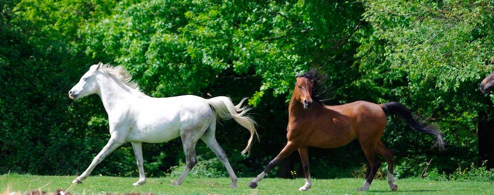 Devenir Equicoach, un spécialiste de l'accompagnement assisté par le cheval