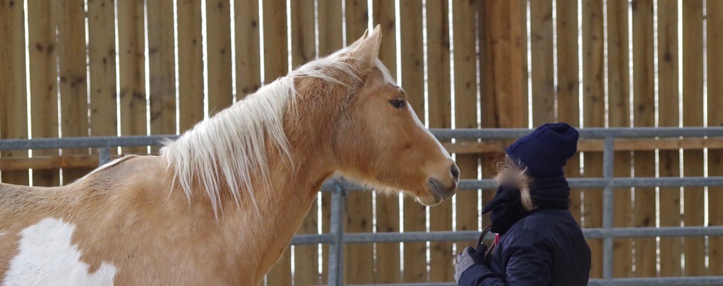 Le cheval, expert en communication non verbale