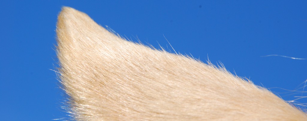 oreille cheval Visiopure 27.05.2023 - 29.05.2023 -S’écouter en silence - par la voie du cheval
